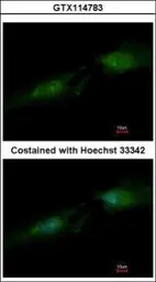 Anti-Spermine synthase antibody [N3C3] used in Immunocytochemistry/ Immunofluorescence (ICC/IF). GTX114783