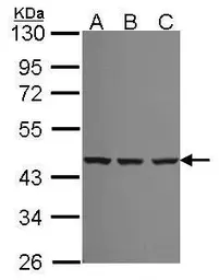 Anti-Spermine synthase antibody [N3C3] used in Western Blot (WB). GTX114783