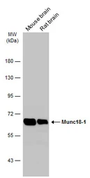 Anti-Munc18-1 antibody used in Western Blot (WB). GTX114809