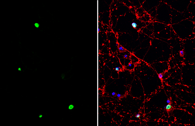 Anti-TLE4 antibody [C1C3] used in Immunocytochemistry/ Immunofluorescence (ICC/IF). GTX114842
