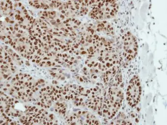 Anti-TLE4 antibody [C1C3] used in IHC (Paraffin sections) (IHC-P). GTX114842