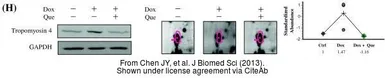 Anti-Tropomyosin 4 antibody used in Western Blot (WB). GTX114851