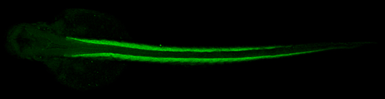 Anti-Tropomyosin 4 antibody used in IHC (Whole mount) (IHC-Wm). GTX114851