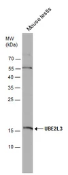 Anti-UBE2L3 antibody [N1C3] used in Western Blot (WB). GTX114870
