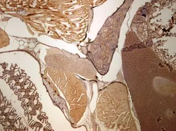 Anti-UBE2L3 antibody [N1C3] used in IHC (Paraffin sections) (IHC-P). GTX114870