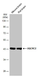 Anti-UQCRC2 antibody used in Western Blot (WB). GTX114873
