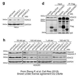Anti-VDAC2 antibody [N1C2] used in Western Blot (WB). GTX114876