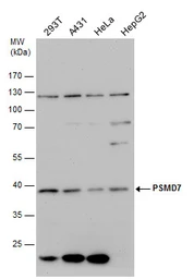 Anti-PSMD7 antibody used in Western Blot (WB). GTX114902