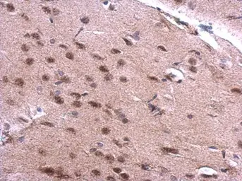 Anti-SNRPN antibody used in IHC (Paraffin sections) (IHC-P). GTX114927