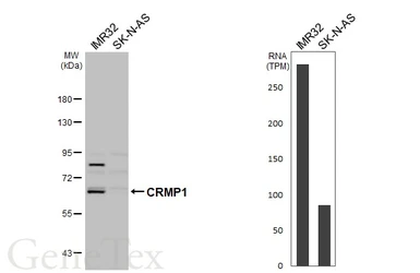 Anti-CRMP1 antibody used in Western Blot (WB). GTX114940
