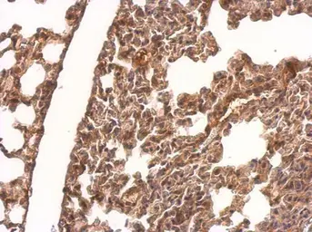 Anti-CRMP1 antibody used in IHC (Paraffin sections) (IHC-P). GTX114940