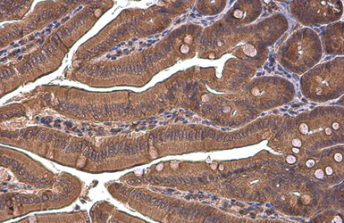 Anti-PEX19 antibody used in IHC (Paraffin sections) (IHC-P). GTX114959