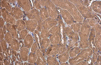Anti-PEX19 antibody used in IHC (Paraffin sections) (IHC-P). GTX114959