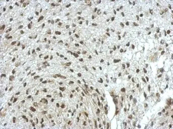 Anti-ERF antibody used in IHC (Paraffin sections) (IHC-P). GTX114971