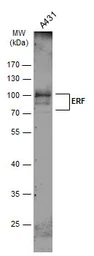 Anti-ERF antibody used in Western Blot (WB). GTX114971