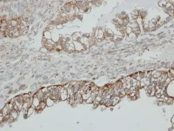 Anti-HSD17B4 antibody used in IHC (Paraffin sections) (IHC-P). GTX114978