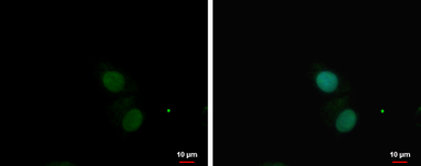 Anti-PKNOX1 antibody used in Immunocytochemistry/ Immunofluorescence (ICC/IF). GTX114991