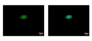 Anti-CSTF2 antibody [N1N2], N-term used in Immunocytochemistry/ Immunofluorescence (ICC/IF). GTX114994