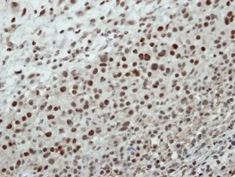 Anti-CSTF2 antibody [N1N2], N-term used in IHC (Paraffin sections) (IHC-P). GTX114994