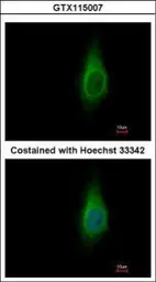Anti-IMPA1 antibody used in Immunocytochemistry/ Immunofluorescence (ICC/IF). GTX115007