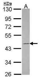 Anti-Tuftelin 1 antibody [N3C3] used in Western Blot (WB). GTX115014