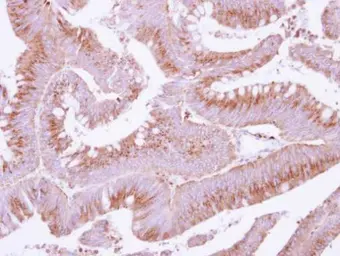 Anti-COX15 antibody [N3C3] used in IHC (Paraffin sections) (IHC-P). GTX115022