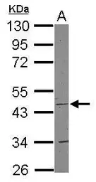 Anti-COX15 antibody [N3C3] used in Western Blot (WB). GTX115022