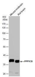 Anti-PPP1CB antibody used in Western Blot (WB). GTX115027