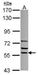 Anti-SRP54 antibody used in Western Blot (WB). GTX115041