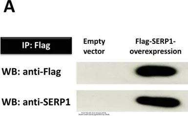 Anti-DDDDK tag antibody used in Western Blot and Immunoprecipitation (WB IP). GTX115043