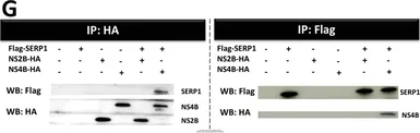 Anti-DDDDK tag antibody used in Western Blot and Immunoprecipitation (WB IP). GTX115043