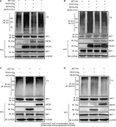 Anti-DDDDK tag antibody used in Western Blot (WB). GTX115043