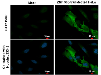 Anti-DDDDK tag antibody used in Immunocytochemistry/ Immunofluorescence (ICC/IF). GTX115043