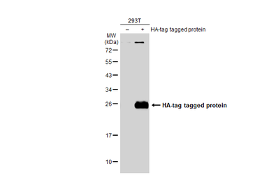 Anti-HA tag antibody used in Western Blot (WB). GTX115044