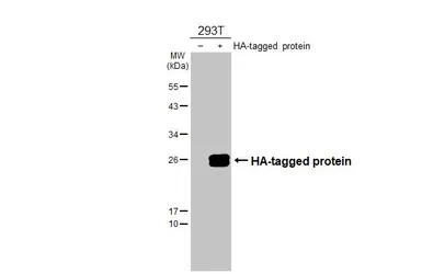Anti-HA tag antibody used in Western Blot (WB). GTX115044