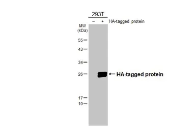 Anti-HA tag antibody used in Western Blot (WB). GTX115044