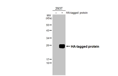 Anti-HA tag antibody used in Western Blot (WB). GTX115044