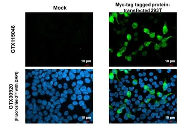 Anti-Myc tag antibody used in Immunocytochemistry/ Immunofluorescence (ICC/IF). GTX115046