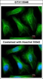 Anti-alpha Tubulin 1A antibody used in Immunocytochemistry/ Immunofluorescence (ICC/IF). GTX115048