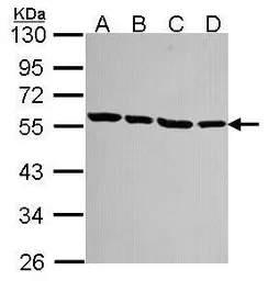Anti-alpha Tubulin 1A antibody used in Western Blot (WB). GTX115048