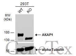 Anti-AKAP1 antibody [N1N2], N-term used in Western Blot (WB). GTX115067