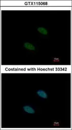 Anti-SAP62 antibody [N1C1] used in Immunocytochemistry/ Immunofluorescence (ICC/IF). GTX115068