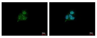 Anti-GS1 antibody used in Immunocytochemistry/ Immunofluorescence (ICC/IF). GTX115073