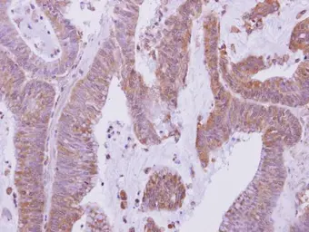 Anti-GS1 antibody used in IHC (Paraffin sections) (IHC-P). GTX115073