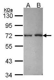 Anti-RanBP3 antibody [N3C2], Internal used in Western Blot (WB). GTX115096