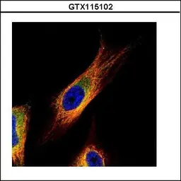 Anti-COPS3 antibody used in Immunocytochemistry/ Immunofluorescence (ICC/IF). GTX115102