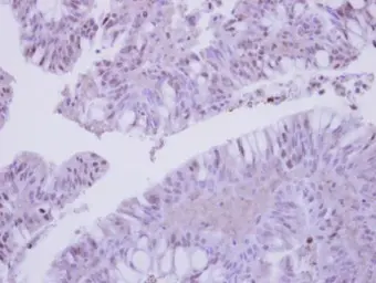 Anti-COPS3 antibody used in IHC (Paraffin sections) (IHC-P). GTX115102