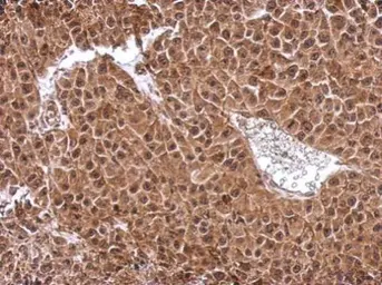 Anti-DENR antibody used in IHC (Paraffin sections) (IHC-P). GTX115106