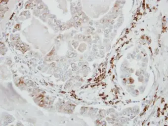 Anti-VDP / p115 antibody [N1N2], N-term used in IHC (Paraffin sections) (IHC-P). GTX115114