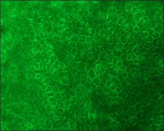 Anti-E-Cadherin antibody [DECMA-1] used in Immunocytochemistry/ Immunofluorescence (ICC/IF). GTX11512